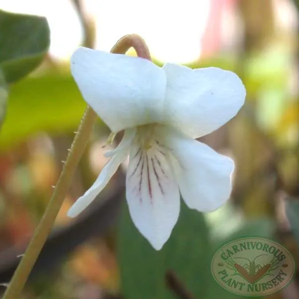 Bog Violet