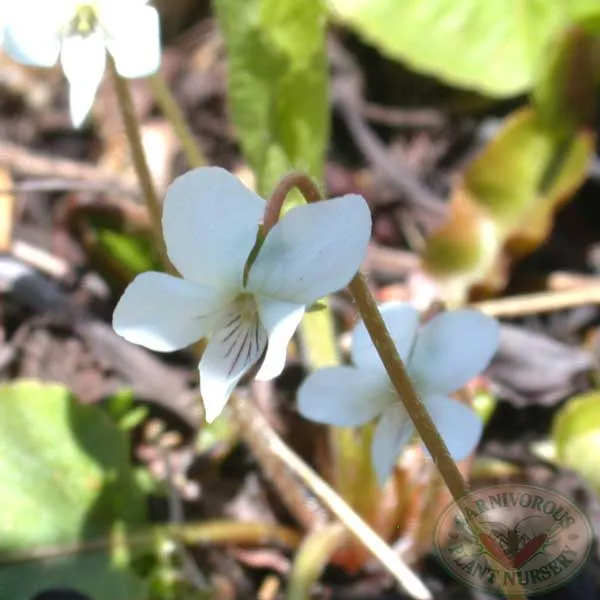 Bog Violet