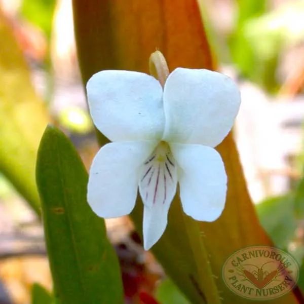 Bog Violet