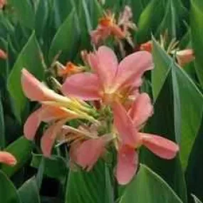 Canna 'Freckle Face' (Bare Root)