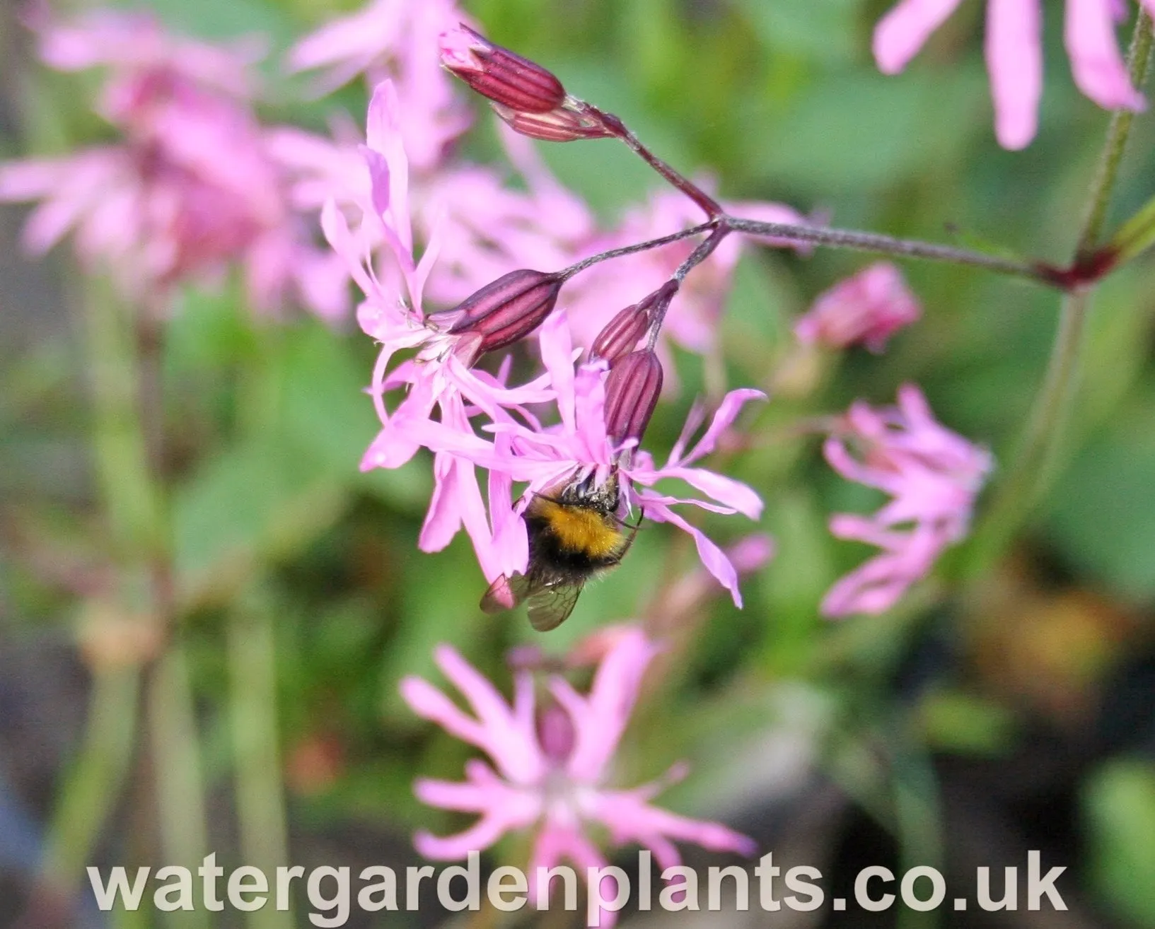 Lychnis flos-cuculi - Ragged Robin