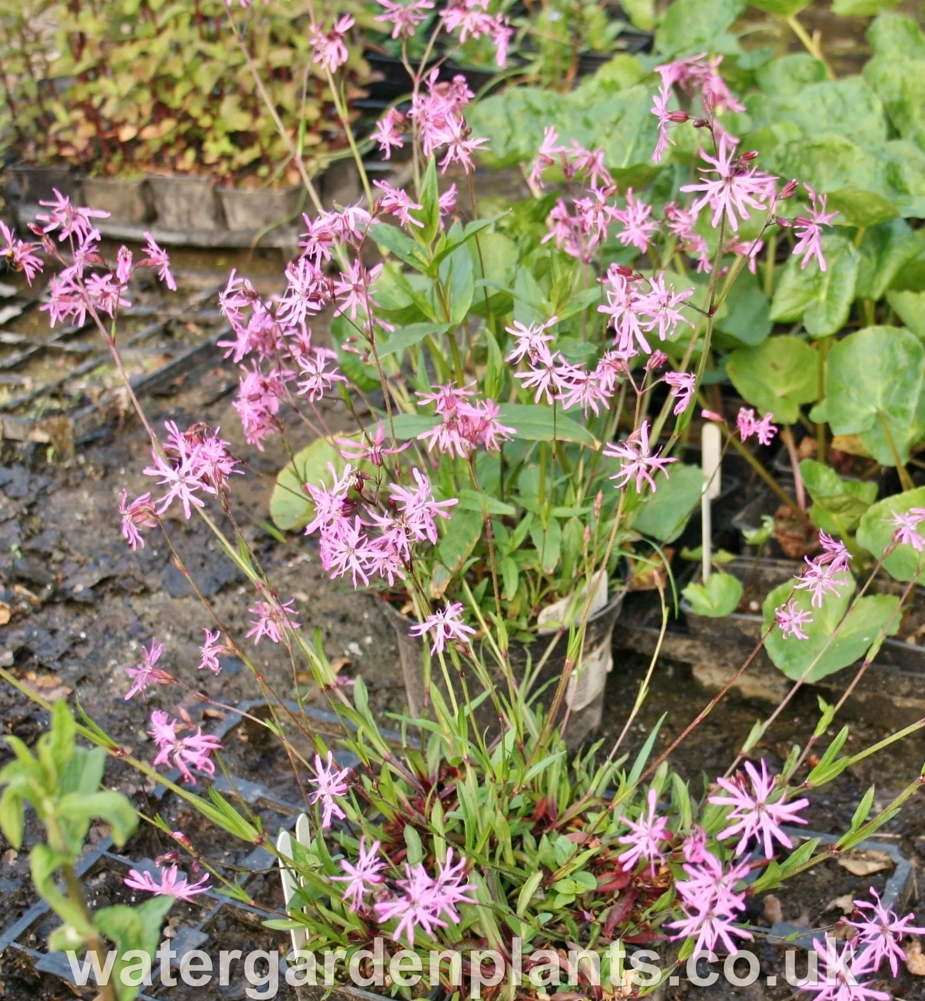 Lychnis flos-cuculi - Ragged Robin