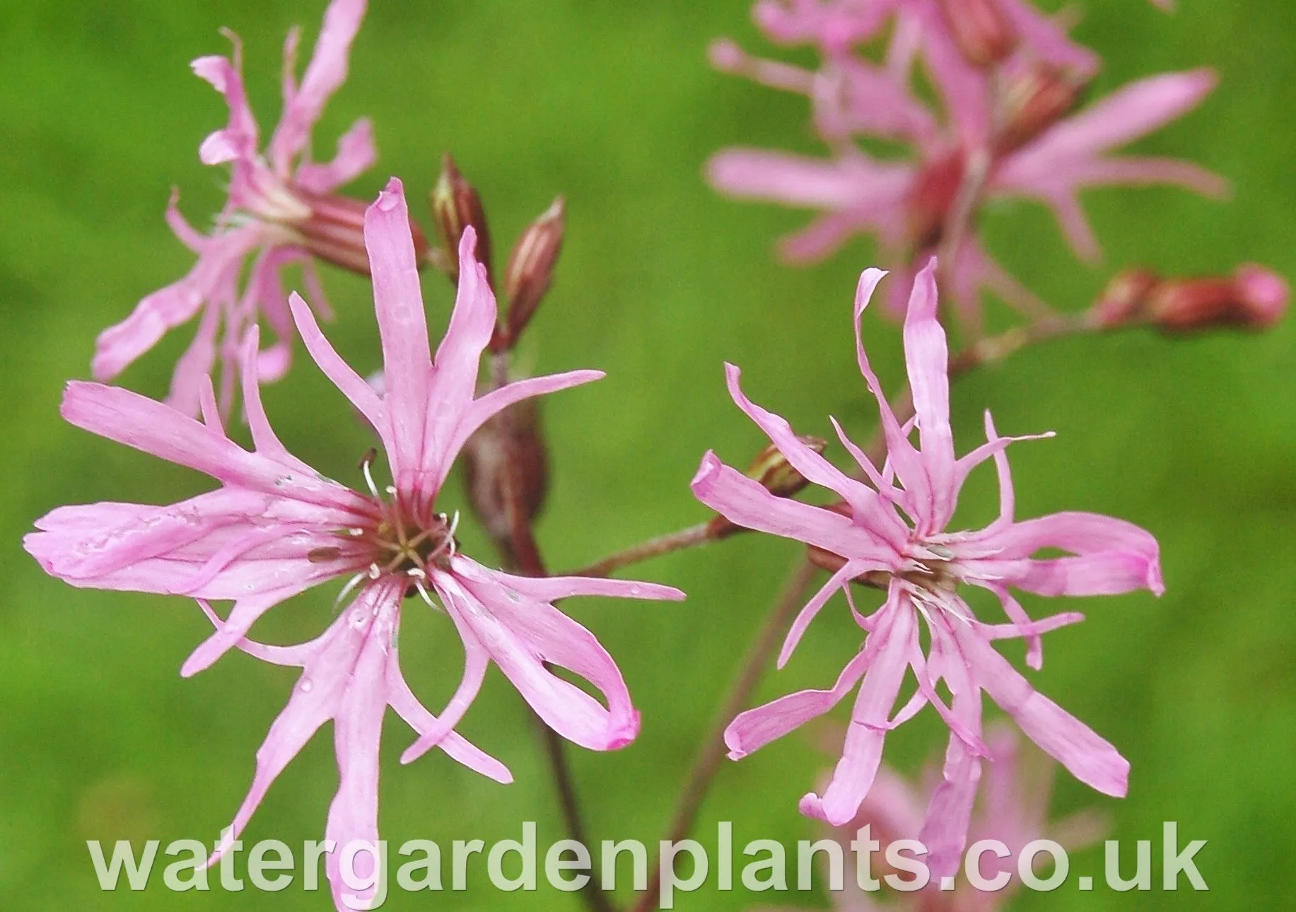 Lychnis flos-cuculi - Ragged Robin