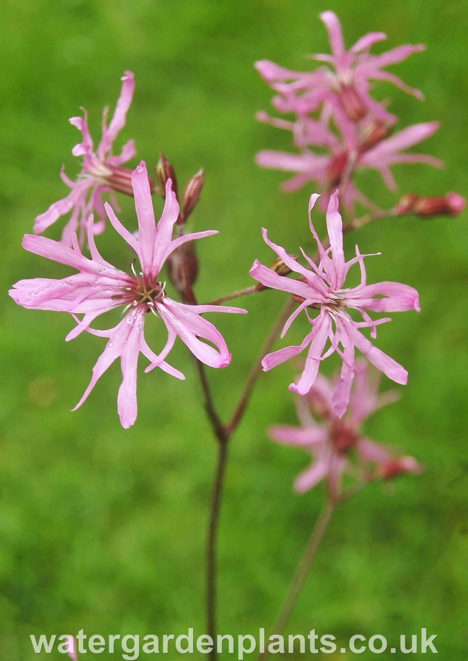 Lychnis flos-cuculi - Ragged Robin